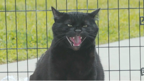 假如猫咪控制了世界?结局太好笑了